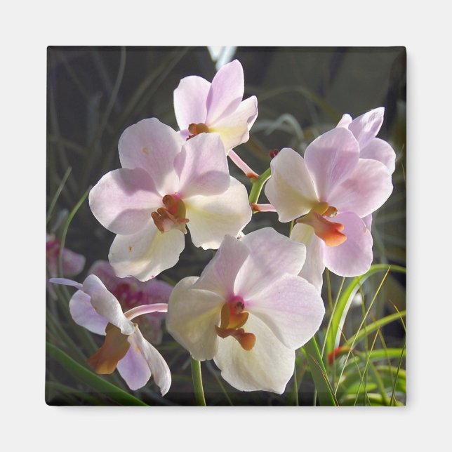 Butterfly Orchids - rosa Magnet (Framsidan)