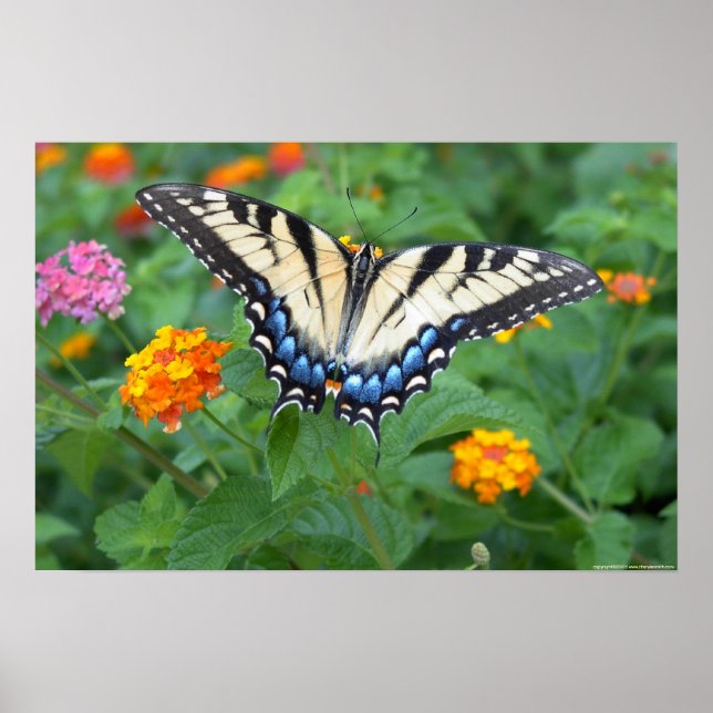 Butterfly - Östra Tiger Swallowtail Poster (Framsidan)