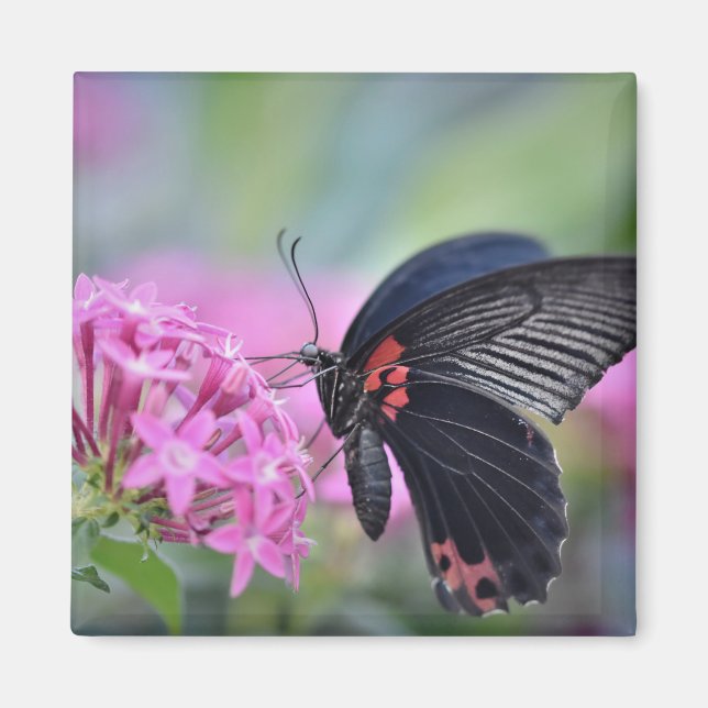 Butterfly på blomman magnet (Framsidan)