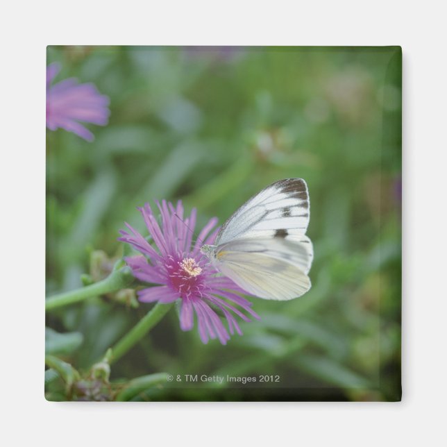 Butterfly på blomman magnet (Framsidan)