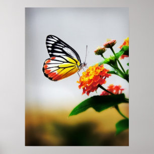 Butterfly på blomman poster