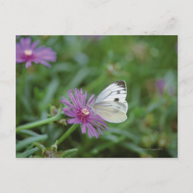 Butterfly på blomman vykort (Framsida)
