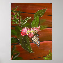 Butterfly på Bush-utskrift