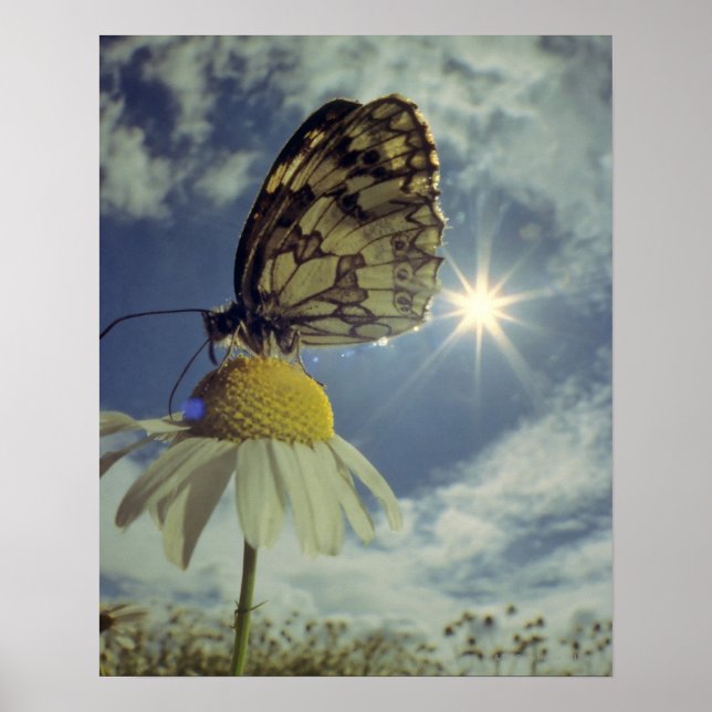 Butterfly på chamomile-blomman med sol. poster (Framsidan)