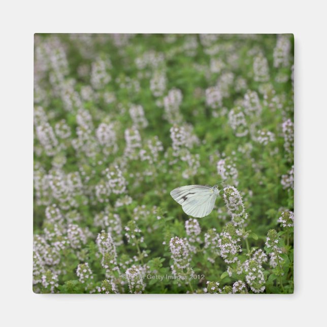 Butterfly på Creeping Thyme Magnet (Framsidan)