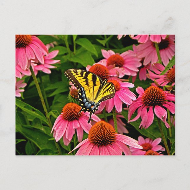 Butterfly på Flower v21 vykort (Framsida)
