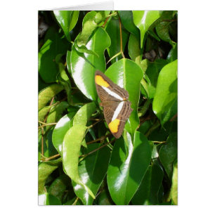 Butterfly på grönt OBS kort