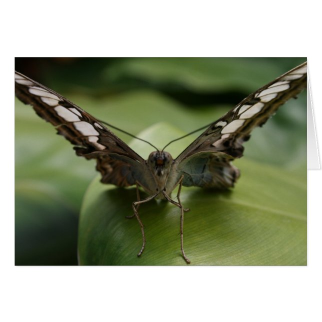 Butterfly på Grönten - Tom insida Hälsningskort (Framsidan Horizontal)