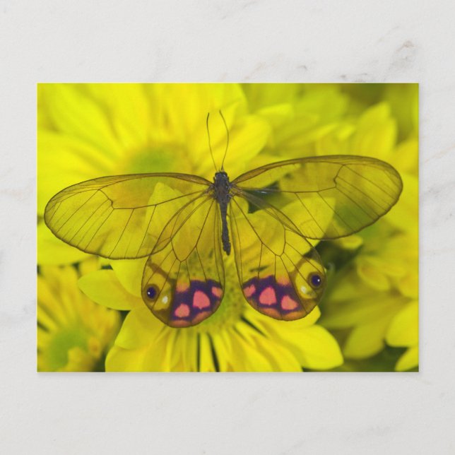 Butterfly på Gula blommor Vykort (Framsida)