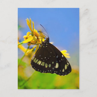 Butterfly på Gult Flower Vykort