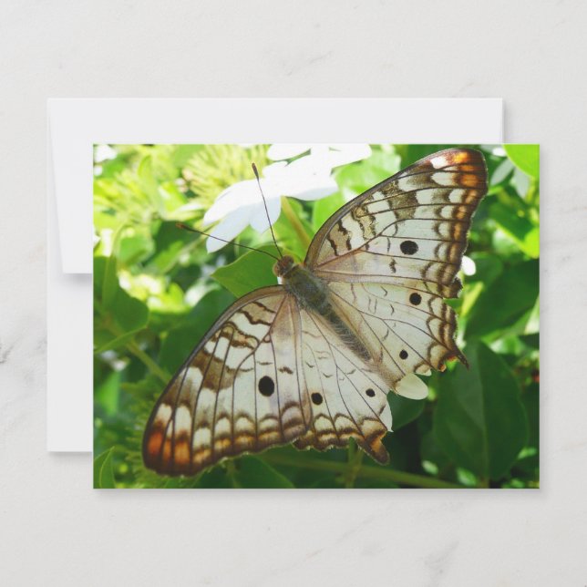 Butterfly på jasmin-fotografi för tropisk natur (Framsida)