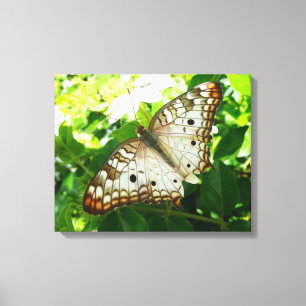 Butterfly på jasmin-fotografi för tropisk natur canvastryck