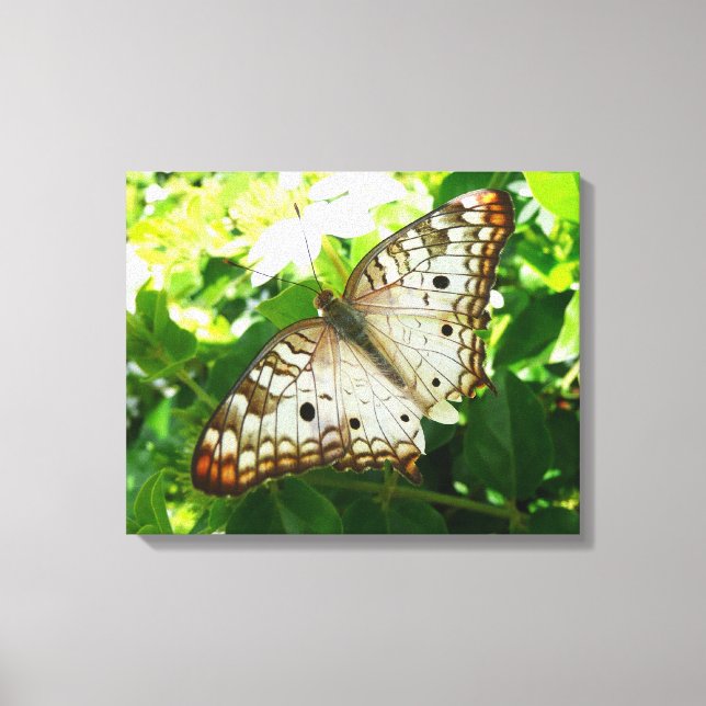 Butterfly på jasmin-fotografi för tropisk natur canvastryck (Framsida)