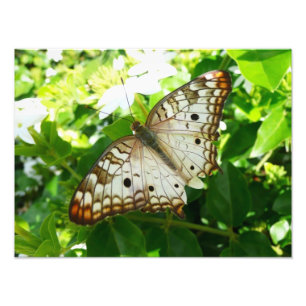 Butterfly på jasmin-fotografi för tropisk natur fototryck