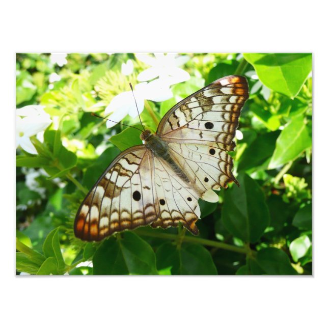 Butterfly på jasmin-fotografi för tropisk natur fototryck (Framsidan)