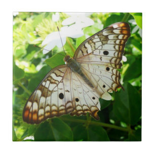 Butterfly på jasmin-fotografi för tropisk natur kakelplatta