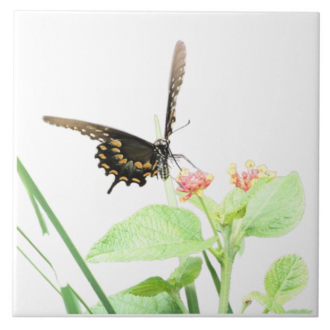 Butterfly på Lantana, på White Kakelplatta (Framsidan)