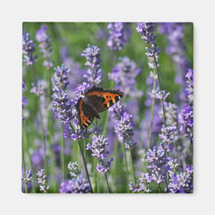Butterfly på Lavender Fridge Magnet