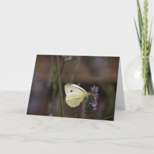 Butterfly på Lavender Kort