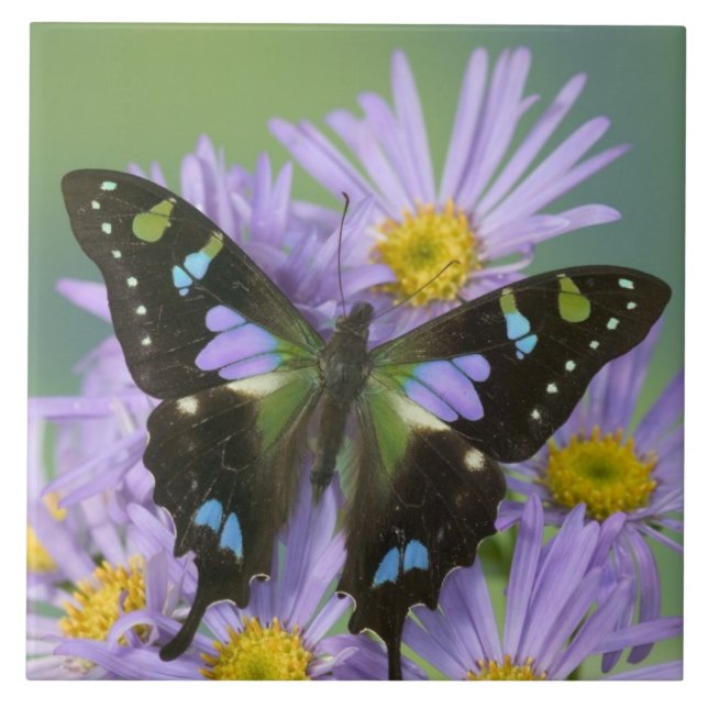 Butterfly på Lila Flower Kakelplatta (Framsidan)