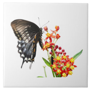 Butterfly på Milkweed Blooms, på White Kakelplatta