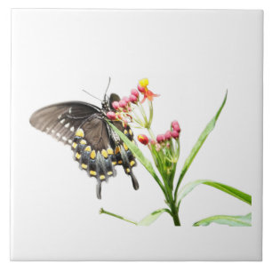 Butterfly på Milkweed Blooms, på White Kakelplatta