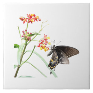 Butterfly på Milkweed Blooms, på White Kakelplatta