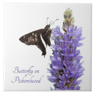 Butterfly på Pickerelweed, vit Kakelplatta