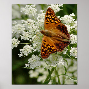 Butterfly på Queen Anne's Snöre Poster