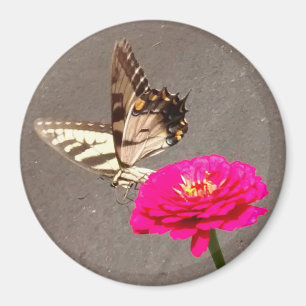Butterfly på Red Zinnia med Pavement Background M Magnet