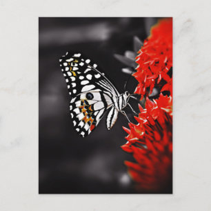 Butterfly på Röda blommor Vykort