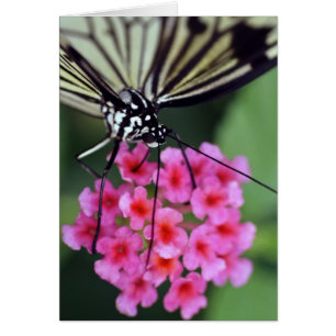 Butterfly på Rosa Flower Hälsningskort