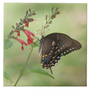 Butterfly på Wildblommor Kakelplatta