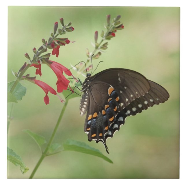 Butterfly på Wildblommor Kakelplatta (Framsidan)