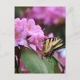 Butterfly Paradise Vykort