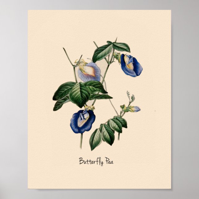 Butterfly Pea Botanical Flower Poster (Framsidan)