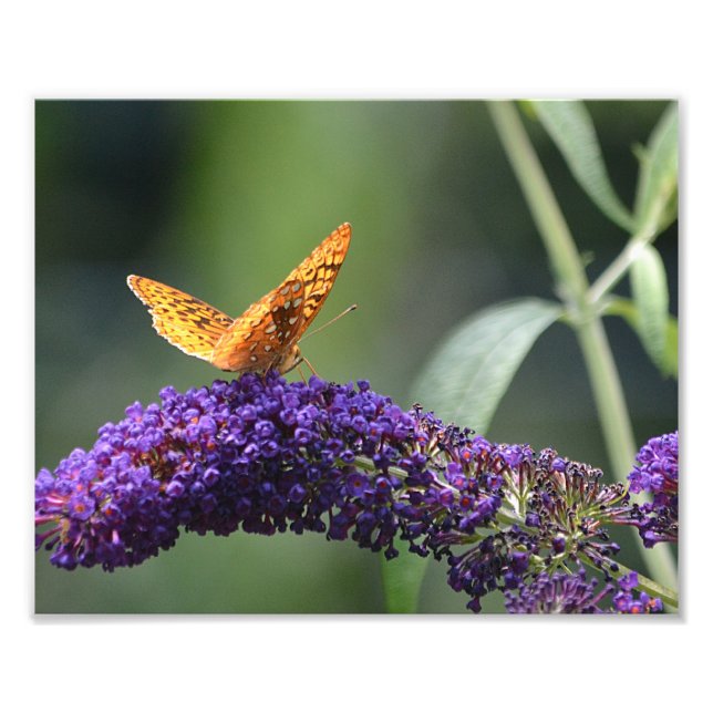 Butterfly Photo Print Fototryck (Framsidan)