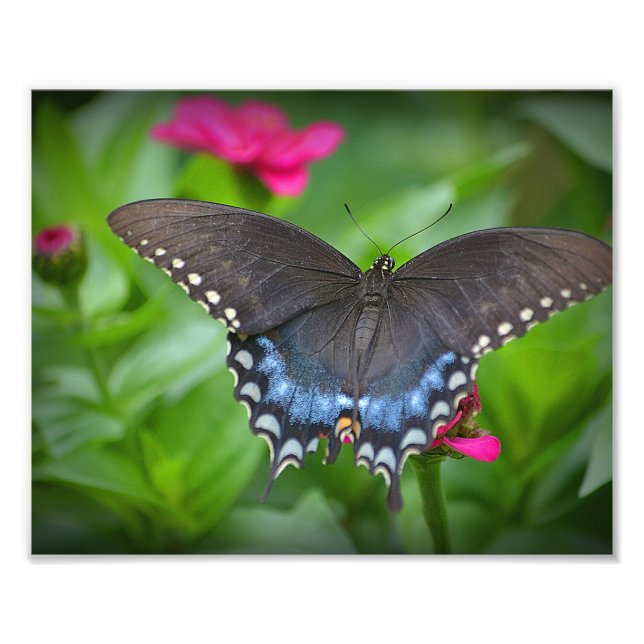 Butterfly Photo Print Fototryck (Framsidan)
