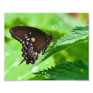 Butterfly Photo Print Fototryck