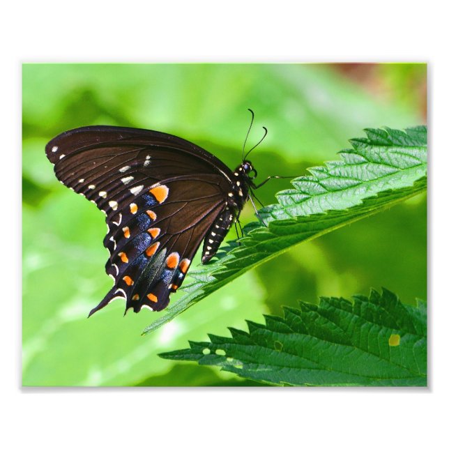 Butterfly Photo Print Fototryck (Framsidan)