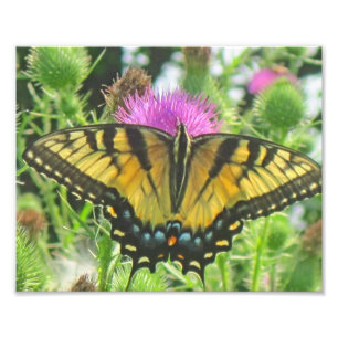 Butterfly Photo Print Fototryck