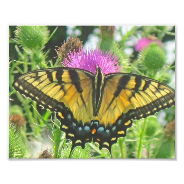 Butterfly Photo Print Fototryck (Framsidan)