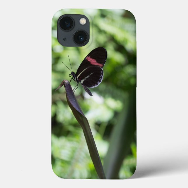 Butterfly Photography (Baksida)