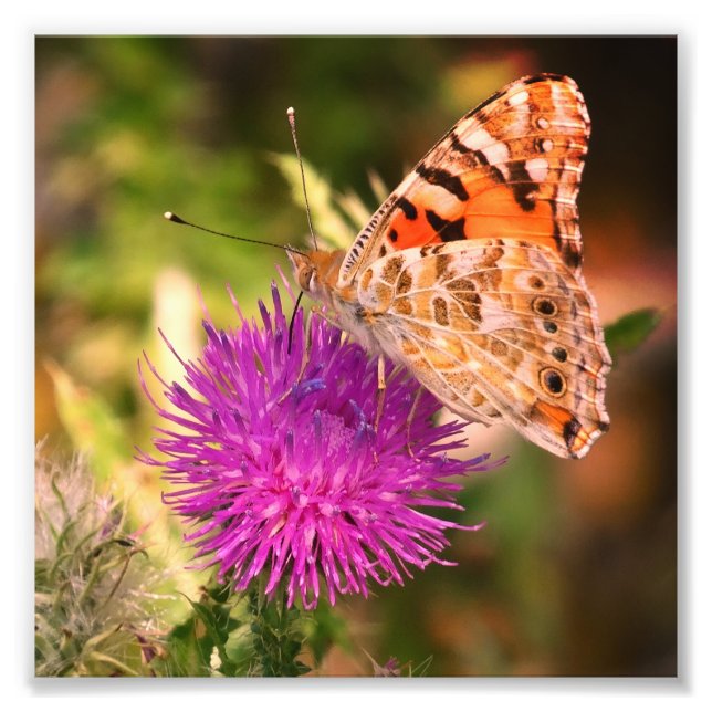 Butterfly Photography Print , Rosa Thorn Fototryck (Framsidan)