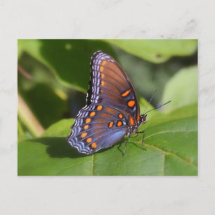 Butterfly Photography ’Proud One’ Vykort