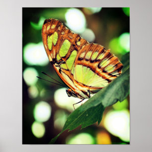 Butterfly Posdown Close Up Poster