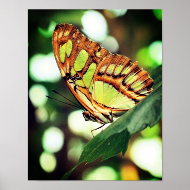 Butterfly Posdown Close Up Poster (Framsidan)