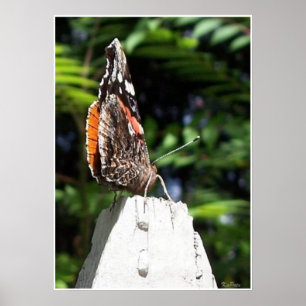 Butterfly Post Poster