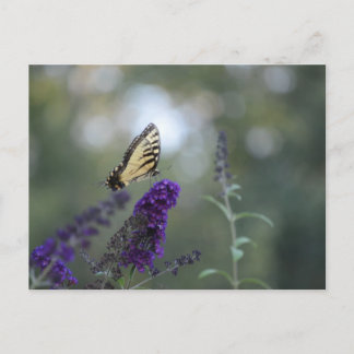 Butterfly Postcard Buddleia med Bokeh Bevalt Vykort