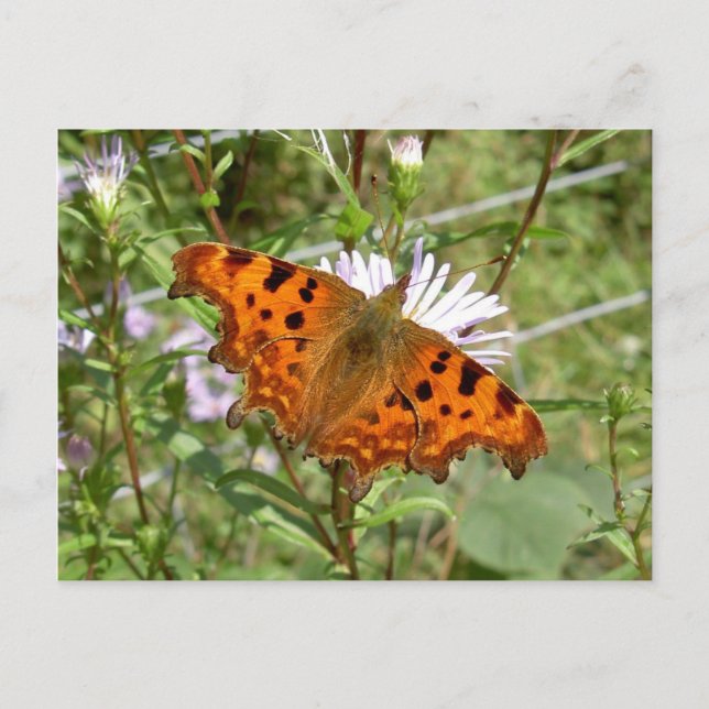 Butterfly Postcard - Comma Vykort (Framsida)